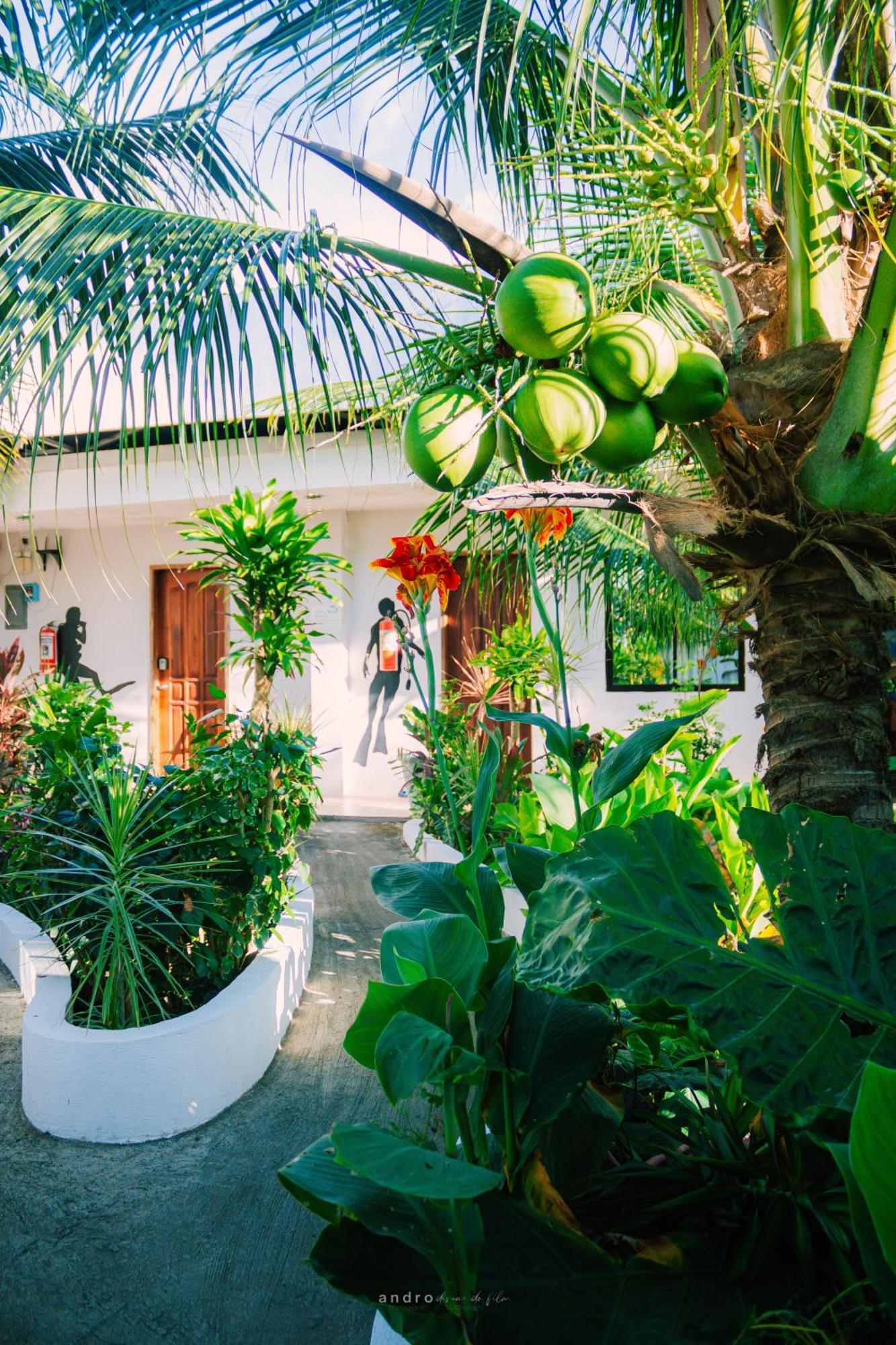Ananas Guesthouse Moalboal Dış mekan fotoğraf